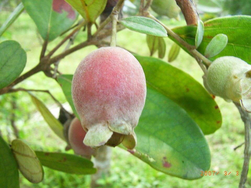 Phu Quoc rượu sim (rose myrtle wine)